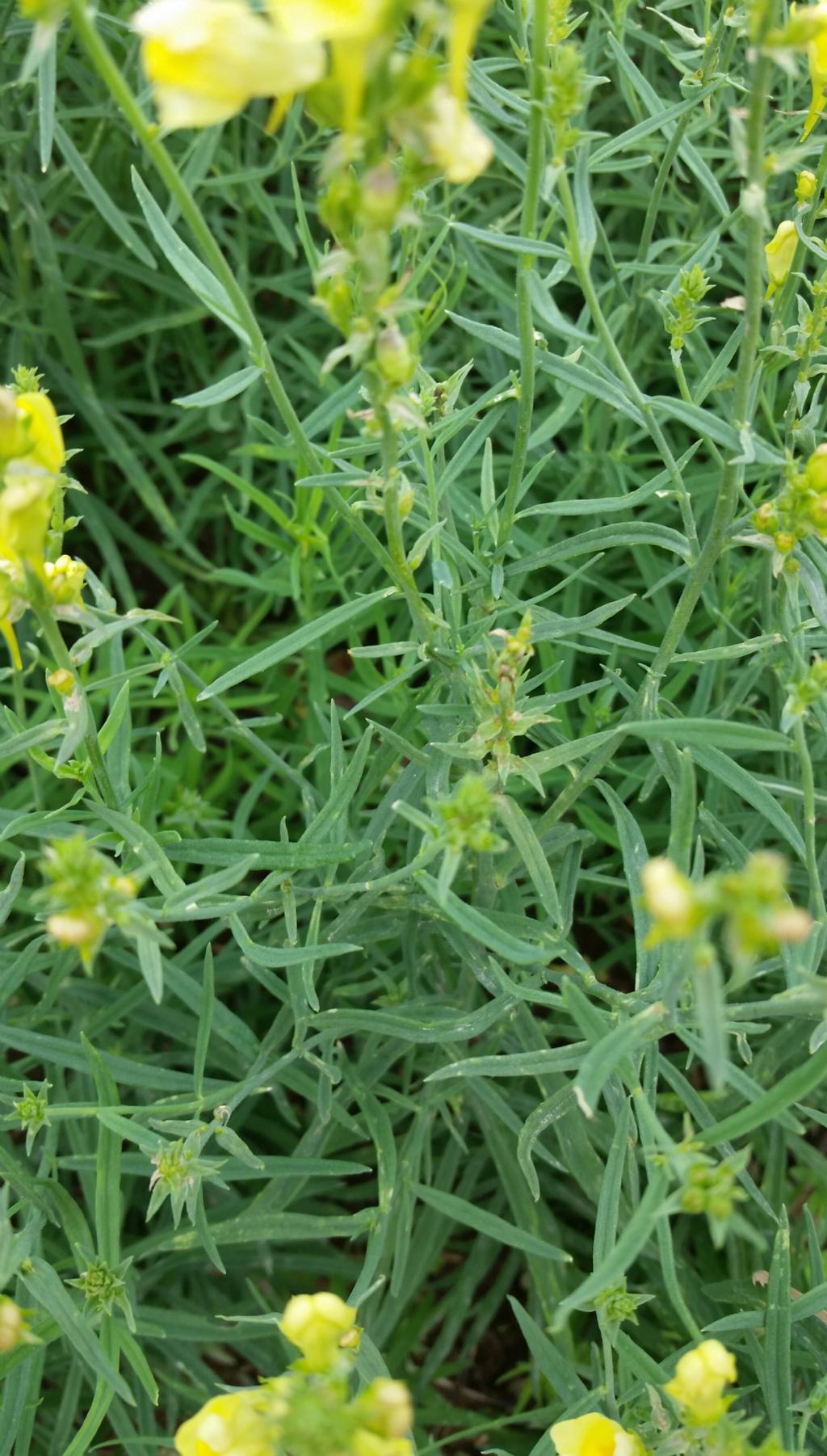 Linaria vulgaris